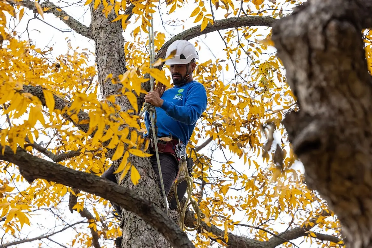 Skilled Tree Planting crew working in Waverly